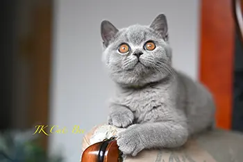 litterb (2) copy